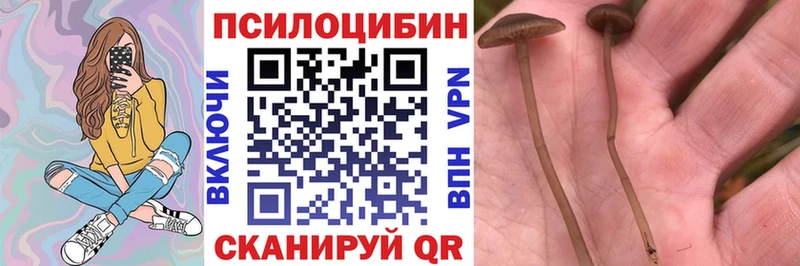 купить   Николаевск-на-Амуре  Галлюциногенные грибы Cubensis 